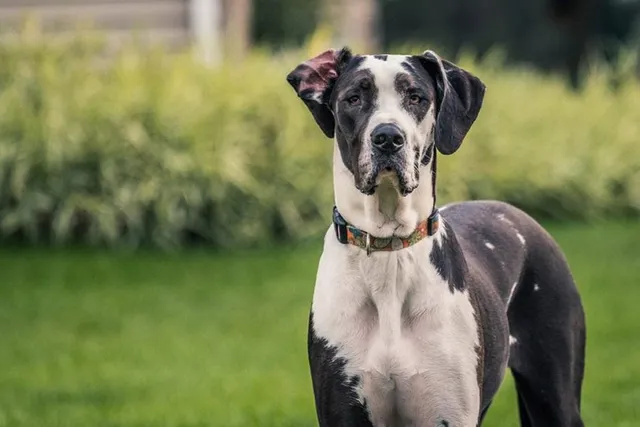 How to Breed Great Danes: Breeding Practices, Litter Size & Vet-Approved Tips