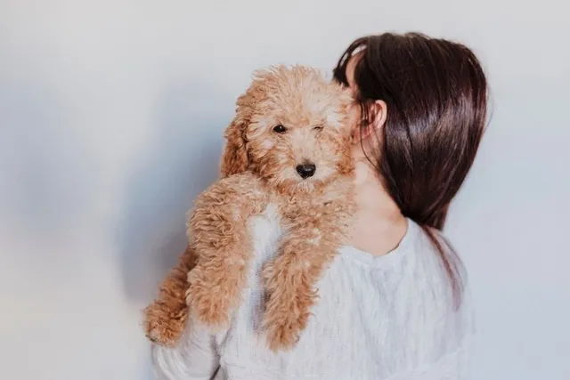 Are Poodles Hypoallergenic? Info, Care Tips & FAQ