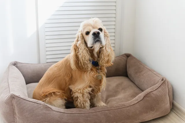 How Good Is a Cocker Spaniel With Cats? Vet-Reviewed Introduction Tips & Tricks