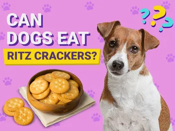 Can Dogs Eat Ritz Crackers? Vet-Reviewed Facts & Safety Guide