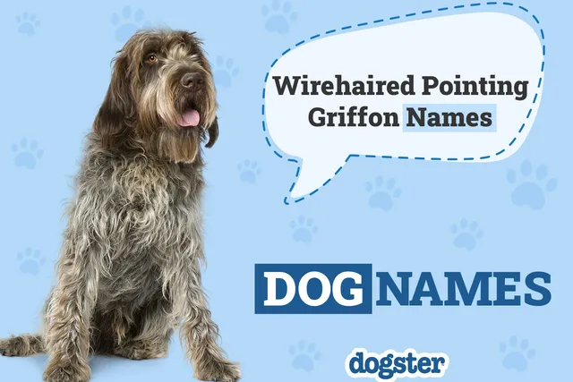 200+ Popular & Unique Wirehaired Pointing Griffon Names