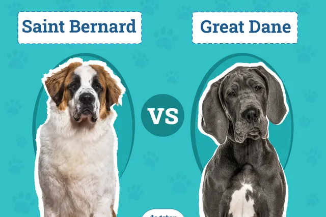 Saint Bernard vs. Great Dane – Which Should I Choose?