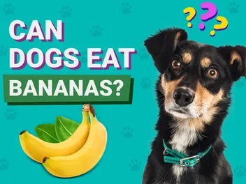 Can Dogs Eat Bananas? Our Vet Explains Benefits & FAQ