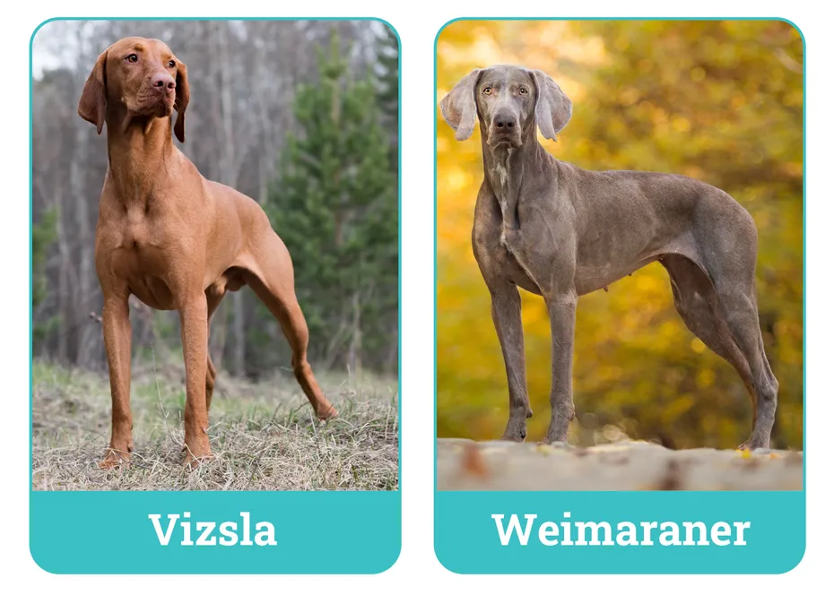 Vizsla vs Weimaraner