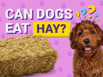 Can Dogs Eat Hay? Vet Approved Facts & Advice