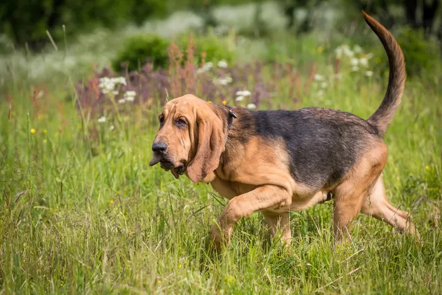 How Smart Is a Bloodhound? Vet-Verified Facts, Tips & Comparison
