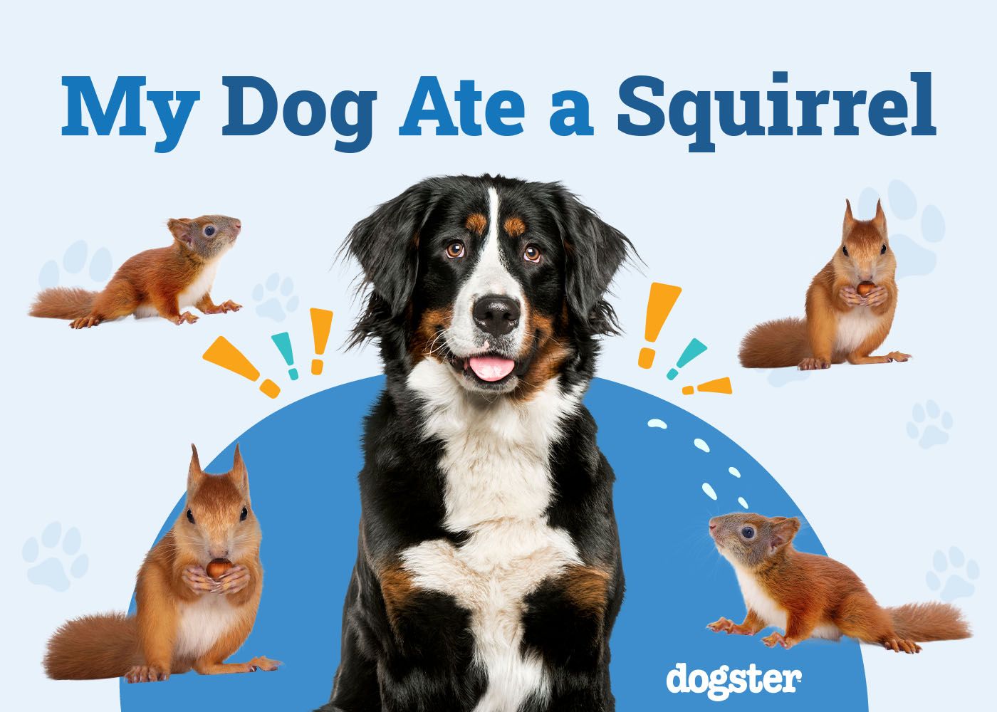 My Dog Ate a Squirrel: Should I Be Worried? Our Vet Explains