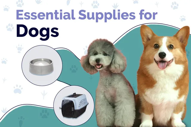 16 Essential Dog Supplies to Get You Started: 2026 Guide