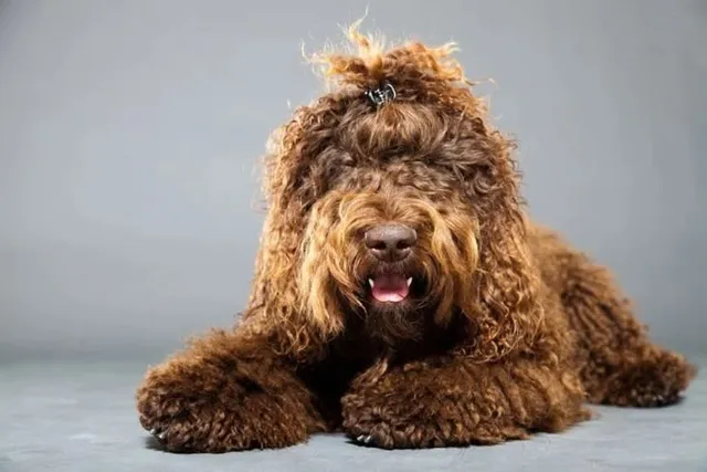Barbet Dog Breed: Info, Pictures, Facts & Traits