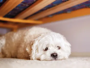 Why Is My Dog Acting Weird After Vacation? 7 Vet-Reviewed Possible Reasons