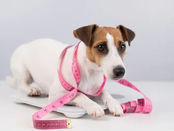 10 Best Wet Dog Foods for Weight Loss in 2026: Reviews & Top Picks