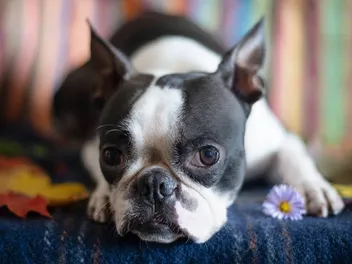 Why Is My Boston Terrier Farting So Much? 6 Vet-Reviewed Reasons
