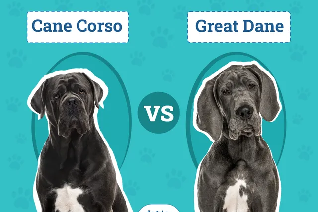 Cane Corso vs Great Dane: The Differences (With Info & Pictures)