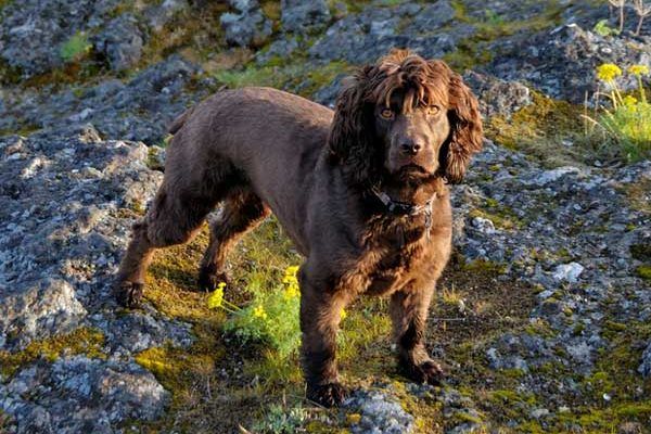 boykin-spaniel-sunrise
