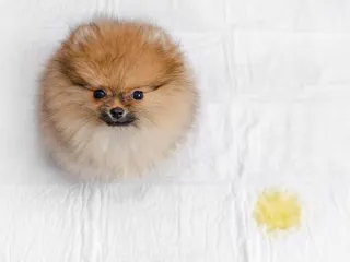 How to Get Urine Smell Out of Dog Fur: 4 Easy Ways