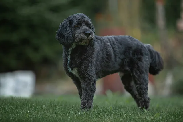 What Is Black Dog Syndrome? Vet-Verified Facts, Data & FAQ
