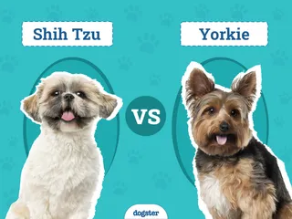 Shih Tzu vs Yorkie: Key Differences & Similarities (With Pictures)