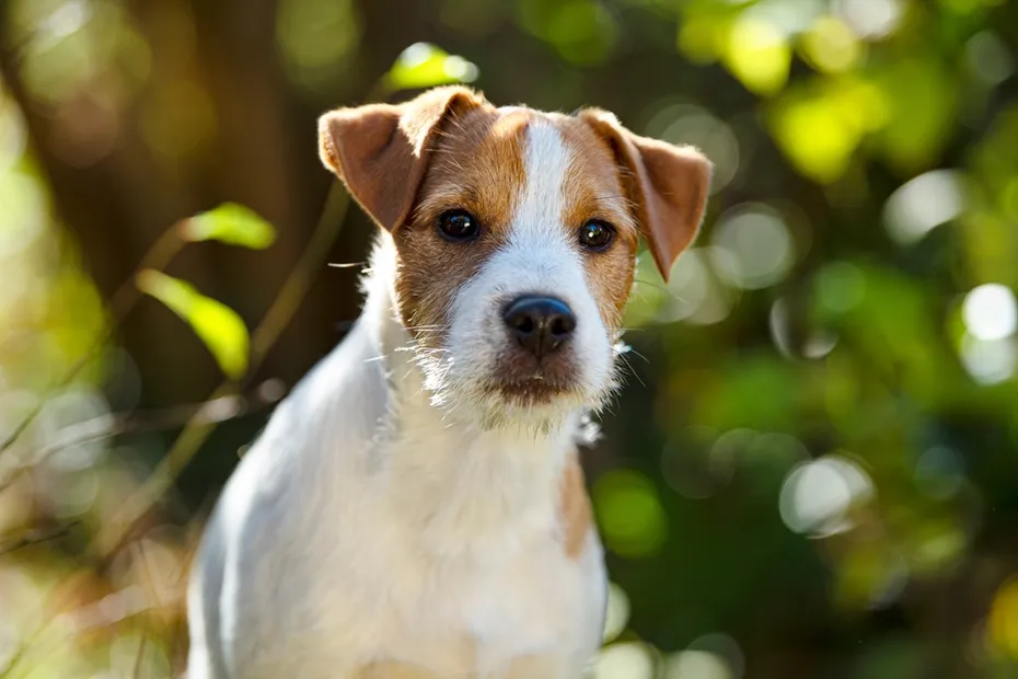 Young parson russel terrier in autumn nature