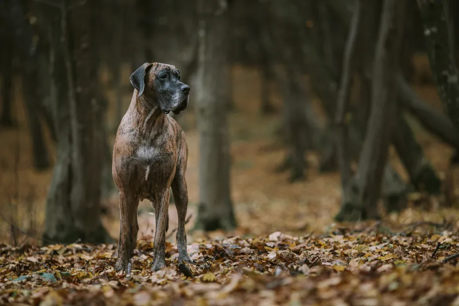Brindle Great Dame standing in the wood in autumn