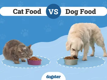 Cat Food vs Dog Food: The Main Differences