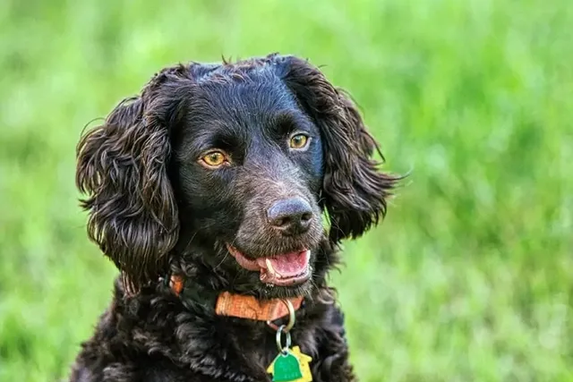 Boykin Spaniel Day 2026: When & What Is It?