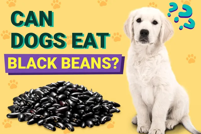 Can Dogs Eat Black Beans? Vet-Verified Facts, Pros & Cons