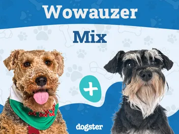 Wowauzer Dog Breed: Info, Pictures, Care Guide & More
