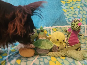 Penny’s Favorite Things: All the Things My Dog Loves