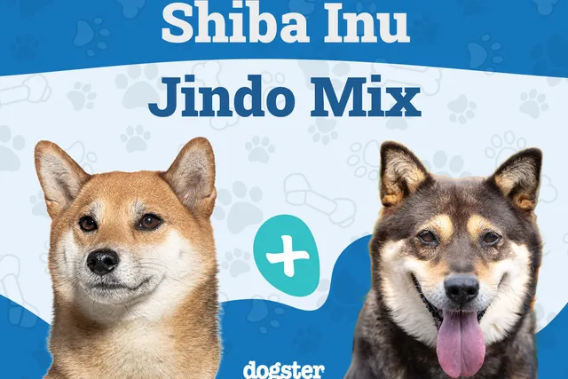 Shiba Jindo Mix: Info, Pictures, Care & More