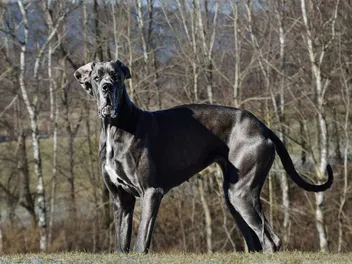 Zeus, the Tallest Dog in the World: Facts About the True Giant