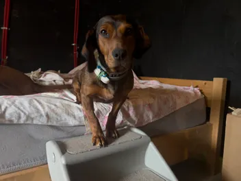 Sausage Dogs & Back Injury Prevention: Lajka Tries Doggie Stairs