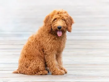 100+ Marvelous Mixed Dog Breeds You'll Love (With Info & Pictures)