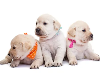 Pup Scouts: What It Is & How to Join