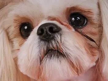 Dog Eye Discharge: What's Normal & What's Not (Vet Approved)