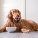 Are You Gonna Finish That? Why Some Dogs Always Leave Something In the Bowl