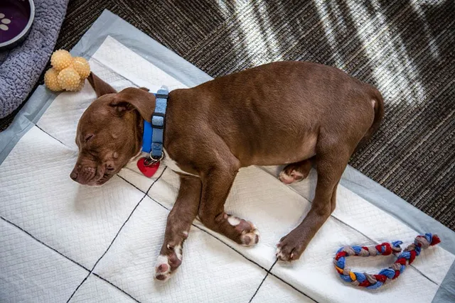 Do Puppies Pee in Their Sleep? Vet Reviewed Facts & FAQ