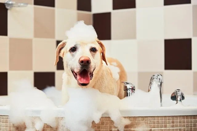 How Often Should I Bathe My Golden Retriever? Vet-Verified Tips & FAQ