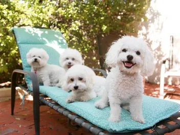 16 Dog Facial Expressions & What They Mean (With Pictures)