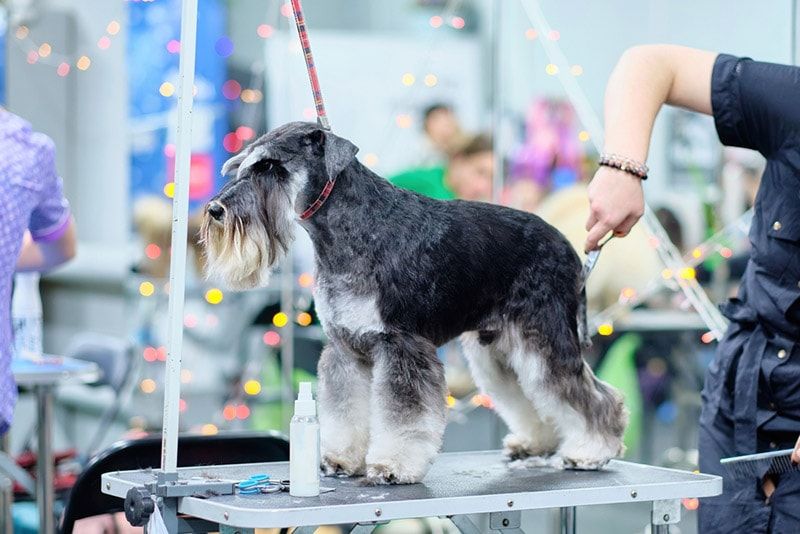 miniature schnauzer dog getting a haircut grooming