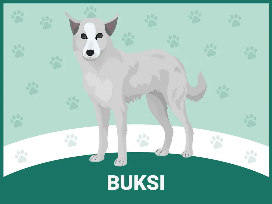 Buksi