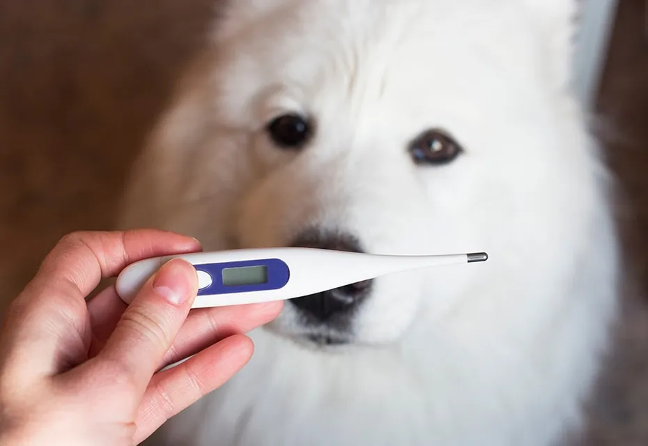 Thermometer for dogs_Olga Anikina_Shutterstock