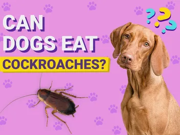 Can Dogs Eat Cockroaches? Possible Health Risks & Care Tips