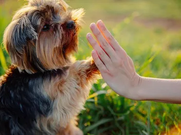 How to Bond With a Puppy: 10 Vet-Verified Fun Ideas