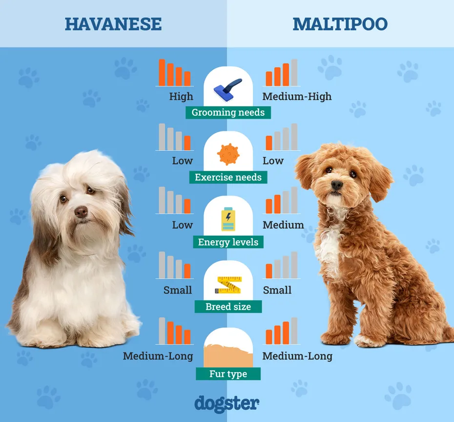 Dogster_Side by Side Comparison_Havanese vs Maltipoo