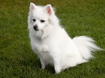 Miniature American Eskimo Dog Breed: Info, Pictures, Care & More
