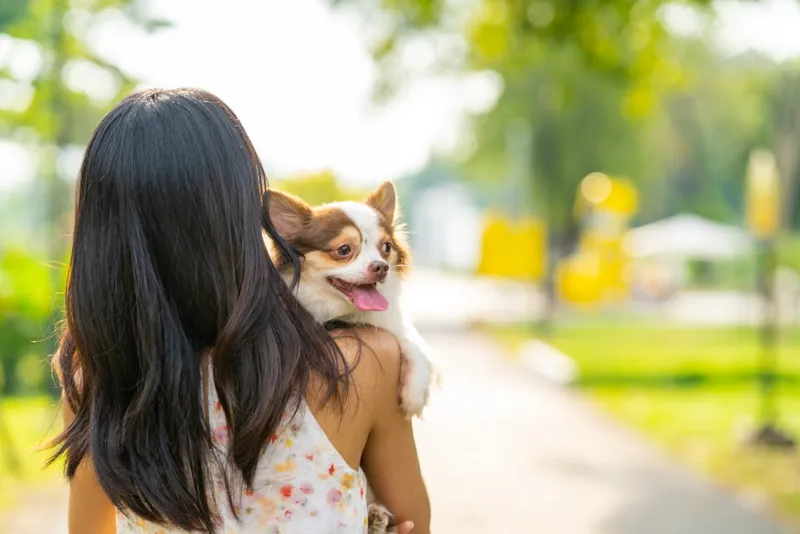 woman playing with chihuahua dog at pets friendly dog park