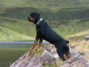 Are Rottweilers Good Herding and Farm Dogs? Facts & FAQ