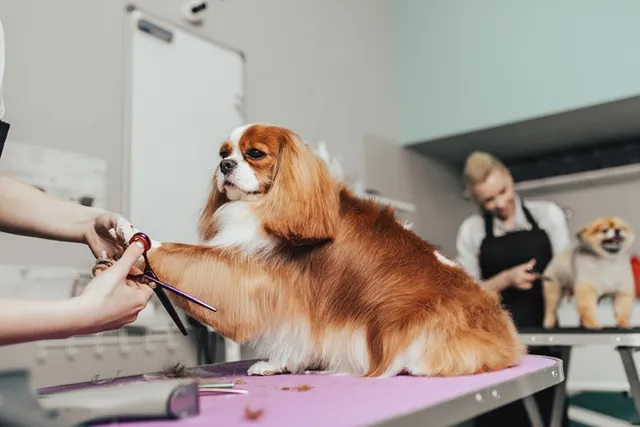 7 Vet-Approved Benefits of Regular Dog Grooming: Important Care Facts