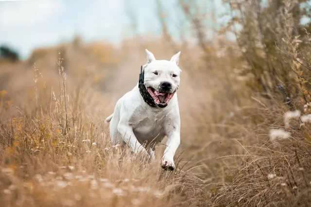 How Fast Can Pitbulls Run? Factors & Uses