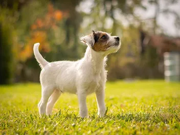 Parson Russell Terrier Dog Breed: Info, Pictures, Traits & Care